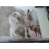 THE COMPLETE BOOK OF DOGS - A.J., H.A. BARKER